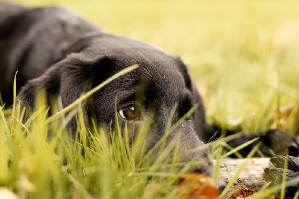 Perro negro tumbado entre la hierba, primer plano de su mirada