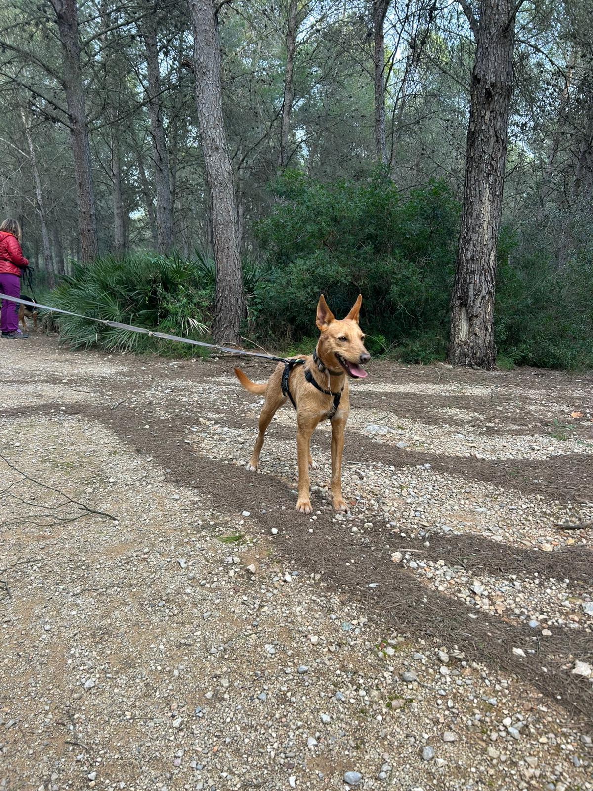 Bimba, podenca de 2 años y medio en adopción, paseando por el monte